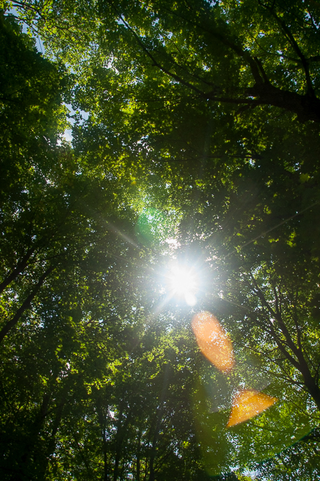 Sunlight through the Trees